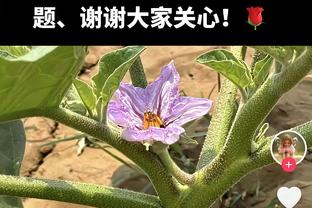 意外吗？Big6小积分榜：阿森纳8分暂居首利物浦3分暂垫底 曼联4分